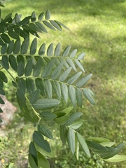 Gleditsia triacanthos