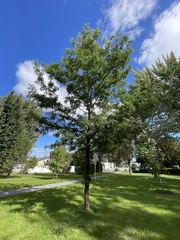 Gleditsia triacanthos