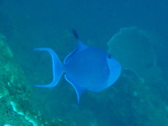 Odonus niger