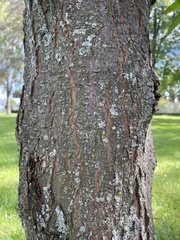 Gleditsia triacanthos