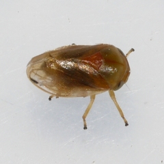 Clastoptera testacea