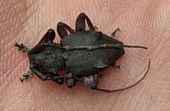 Monoxenus infraflavescens