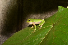 Zhangixalus prasinatus