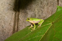 Zhangixalus prasinatus