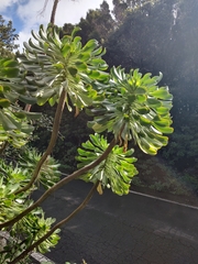 Aeonium urbicum