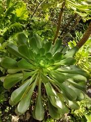Aeonium urbicum