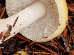 Gemmatae