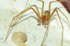 Loxosceles rufipes