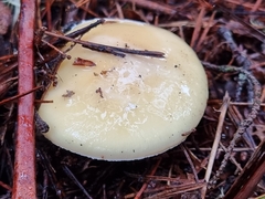 Gemmatae
