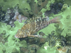 Cirrhitichthys aprinus