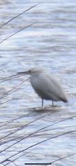 Egretta