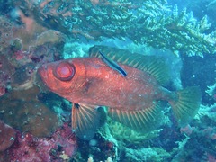Priacanthidae
