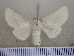 Oenochrominae