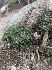 Trifolium dasyphyllum