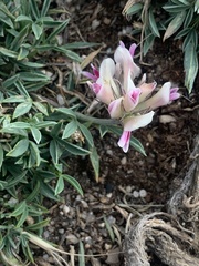 Trifolium dasyphyllum