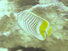 Chaetodon xanthurus