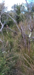 Drysdalia coronoides