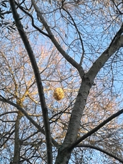 Vespa velutina nigrithorax