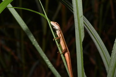 Takydromus viridipunctatus