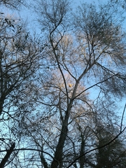 Vespa velutina nigrithorax