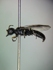 Crossocerus tarsatus