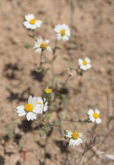 Layia glandulosa