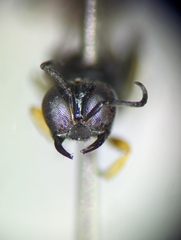 Crossocerus tarsatus