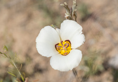Calochortus bruneaunis