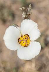 Calochortus bruneaunis