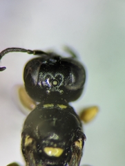 Crossocerus tarsatus