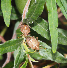 Oncocoris geniculatus