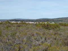 Moraea tripetala tripetala