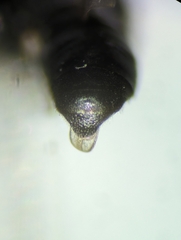 Crossocerus tarsatus