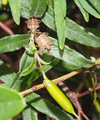 Oncocoris geniculatus