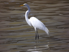 Ardea alba