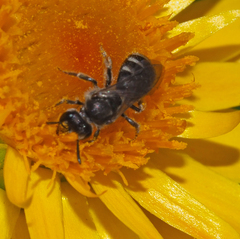 Chilalictus