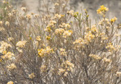 Tetradymia glabrata