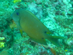 Ctenochaetus binotatus