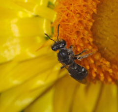 Chilalictus
