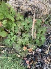 Aquilegia saximontana