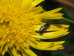 Chilalictus