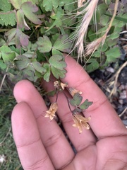 Aquilegia saximontana
