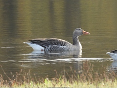 Anser anser anser