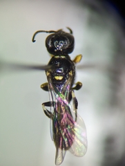 Crossocerus tarsatus