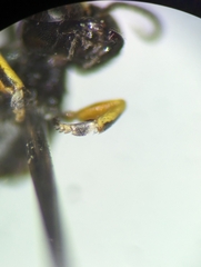 Crossocerus tarsatus