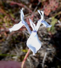 Moraea tripetala tripetala