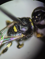 Crossocerus tarsatus