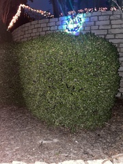 Buxus microphylla