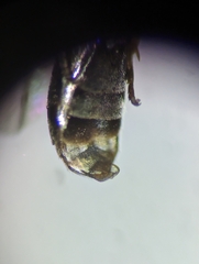 Crossocerus tarsatus