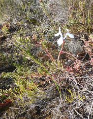 Moraea tripetala tripetala